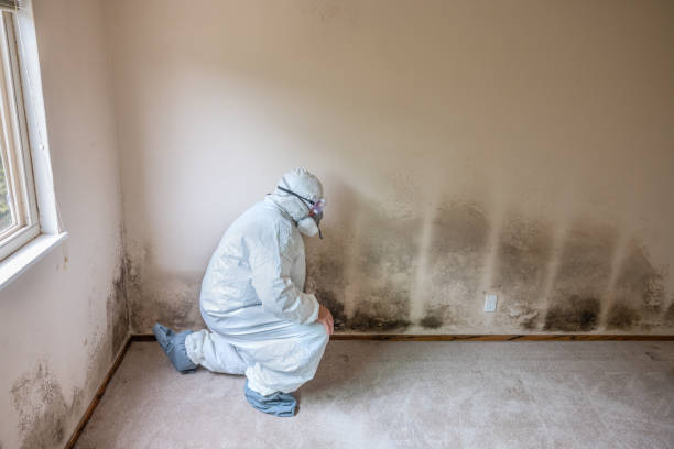 Forensic Mold Investigation in Baltimore Highlands, MD